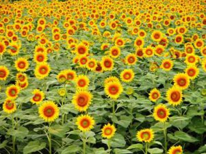 溫暖大家庭，成長(zhǎng)你我他